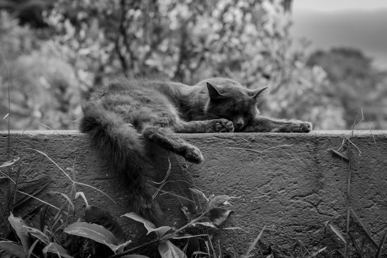 Rest Day - grayscale photo of cat animal on concrete wall