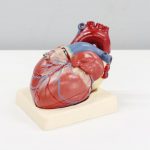 Cardio Heart - a model of a human heart on a white surface