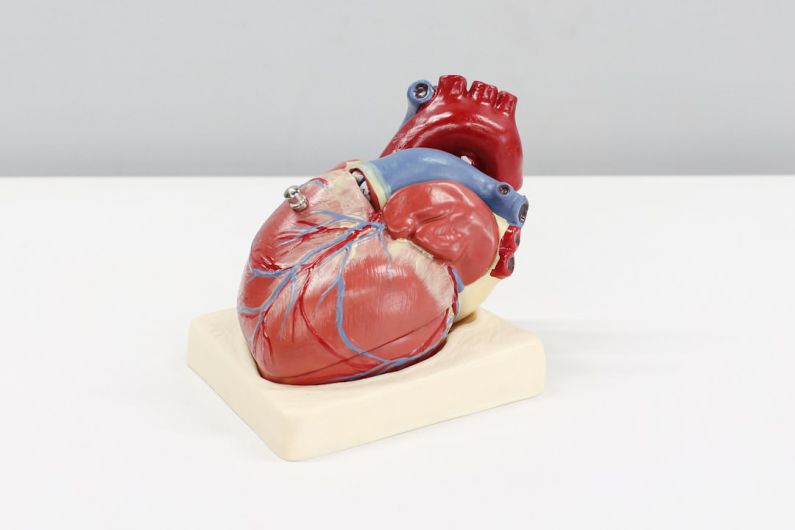 Cardio Heart - a model of a human heart on a white surface