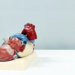 LISS Cardio - a model of a human heart on a white surface
