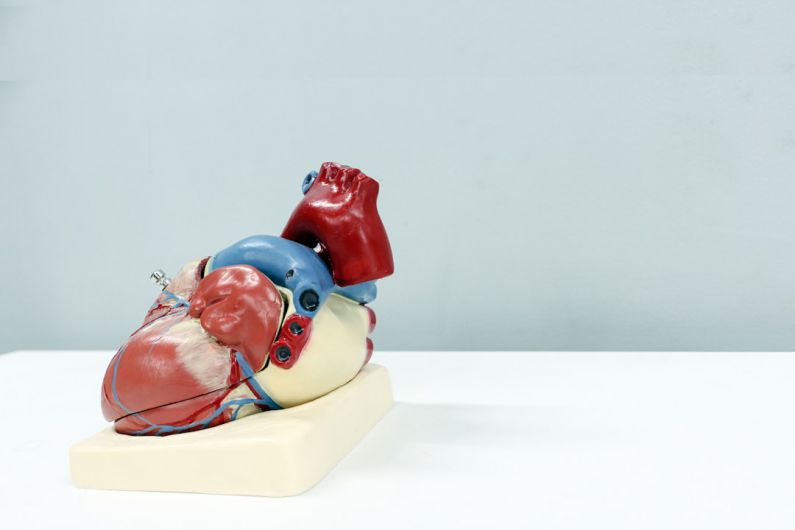 LISS Cardio - a model of a human heart on a white surface